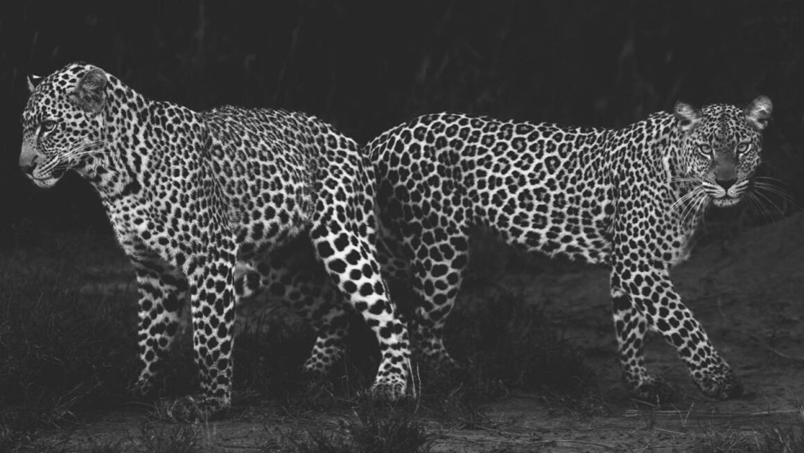 Why Monochrome Animal Photography Works in Minimalist Homes